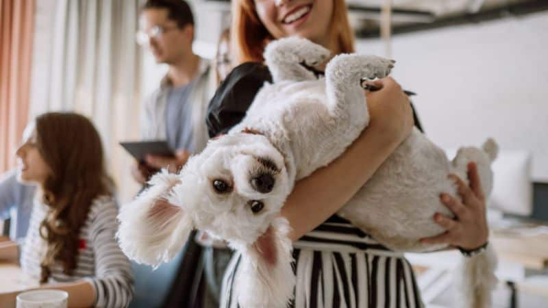 Creating a Pet-Friendly Environment in Your Home: 7 Essential Tips